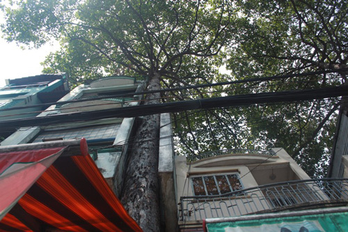 Hàng chục cây cổ thụ Sài Gòn bị 'nhốt' trong nhà dân