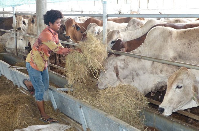 Nhập khẩu trâu bò Úc, Thái tăng gần gấp đôi