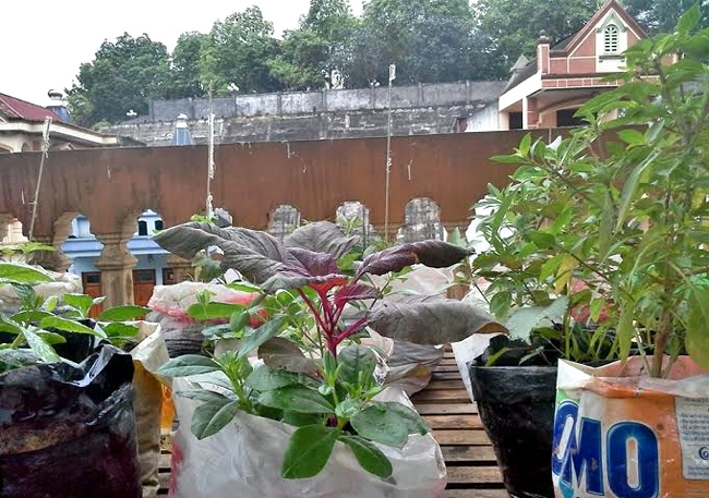 Túi trồng rau sạch - Cách dễ dàng và tiết kiệm để có một vườn rau tươi ngon