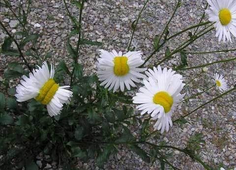 đột biến, Fukushima, Nhật