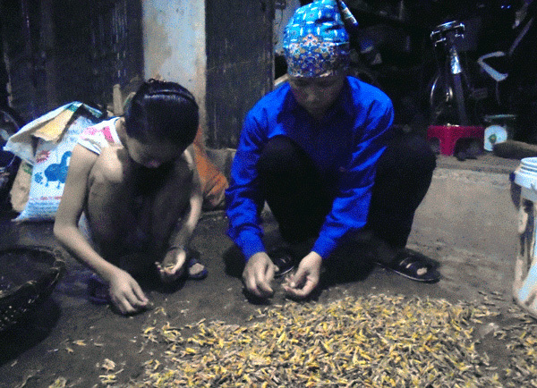 Làng nghề rang tẩm châu chấu độc nhất Việt Nam