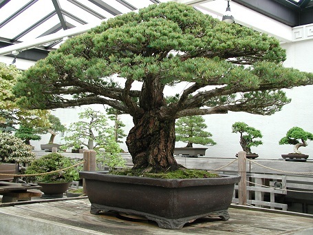 cây bonsai, cây cảnh, nhật bản, ném bom nguyên tử ở Nhật, Vườn thực vật Quốc gia Mỹ