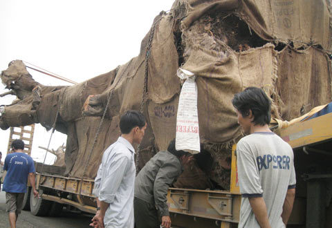 Bắt giữ vụ vận chuyển cây cổ thụ 
