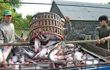 Cá tra Việt Nam đã được 