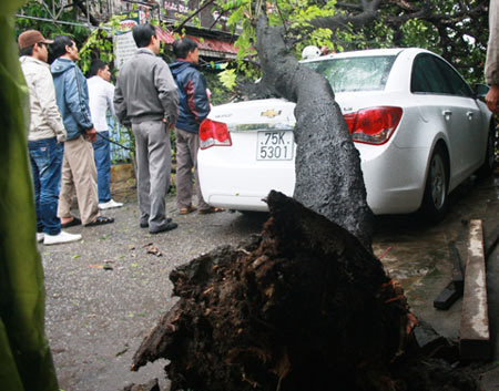 Cây bật gốc đè bẹp xế hộp