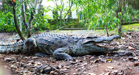 Bị bỏ đói, cá sấu tấn công học sinh?