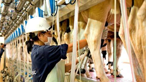 Nhà máy sữa sạch lớn nhất ĐNA ra mắt sản phẩm