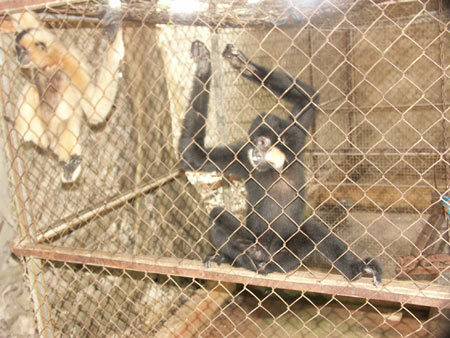 Khỉ kêu, vượn hú trong nhà đại gia