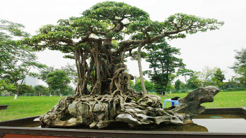 Đại gia thuê cây cảnh triệu đô chơi Tết