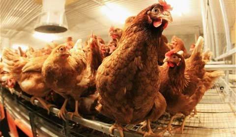 Hết trứng đến thịt gà nhiễm độc dioxin ở Đức