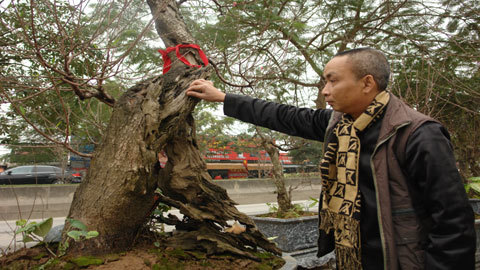 Đại gia bỏ hàng ngàn đô thuê đào Tết