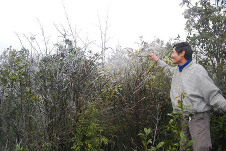 Sa Pa băng phủ trắng rừng