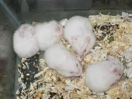 Lời đồn thổi hoang đường xuyên thế kỷ