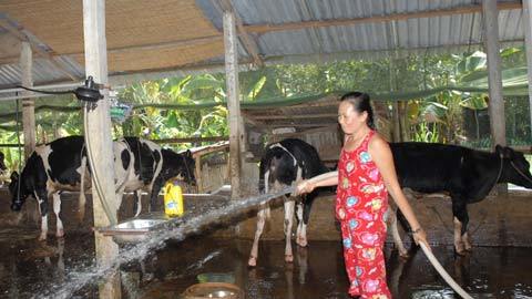 Nuôi bò sữa: Có kĩ thuật mới trụ được với nghề