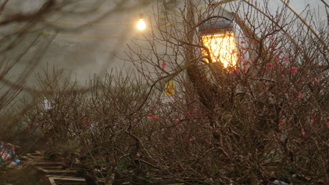 Mua máy sưởi ủ ấm cho đào