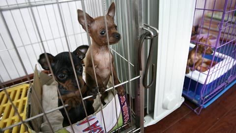 Bỏ tiền đưa chó vào khách sạn tránh rét