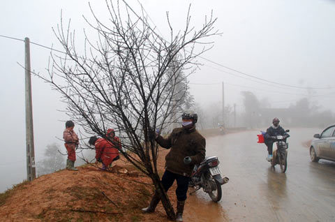 Ào ào đào rừng xuống phố