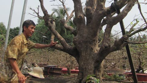 Hành trình tìm mai vàng tiền tỷ của đại gia