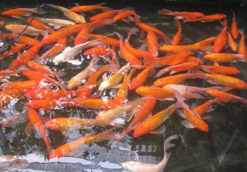 Không có cá chép thì cúng cá rô