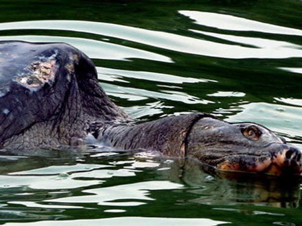 Tài sản quốc gia: Khi lãng phí, lúc tận thu