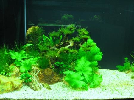 Bể thủy sinh mơ mộng cho ngày Tết