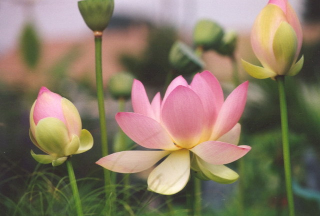 Chọn quốc hoa, quốc tửu-càng lúc càng nóng