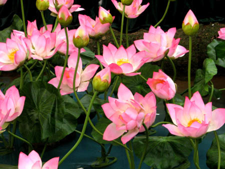 Triển lãm vắng tanh, ai bầu chọn quốc hoa?