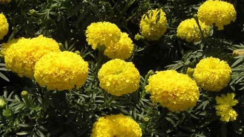 Hoa Vạn thọ ngày Tết ...