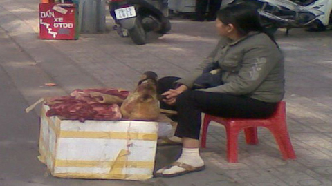 Đường phố Nha Trang tràn ngập heo rừng