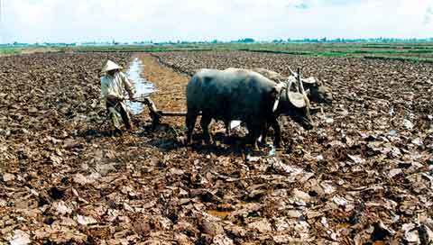 Những mùa cấy đã xa