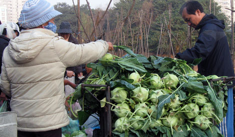 Méo mặt vì rau xanh rẻ như bèo