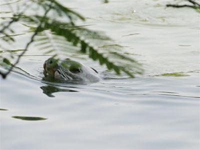 Cùng hiến kế cứu cụ rùa Hồ Gươm
