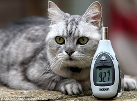 Chú mèo có tiếng kêu như Boeing 737 hạ cánh