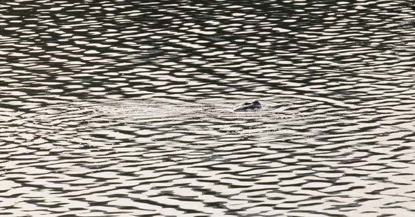 Người phương nam tâm huyết với Hồ Gươm