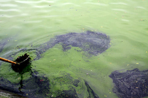 Những hình ảnh khó coi ở Hồ Gươm