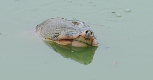 BS thú y làm chủ tịch hội đồng chữa trị rùa