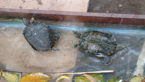 Dùng cả bẫy điện để bắt... rùa tai đỏ