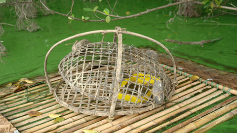 Cụ rùa ăn cá, mèo chết là bình thường?