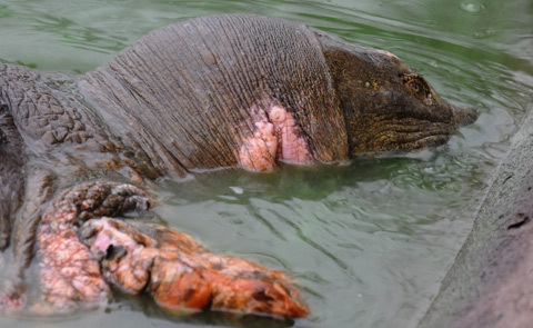 Hành trình chữa trị rùa Hồ Gươm