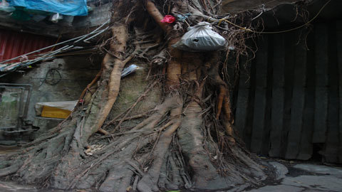 Cây sanh kỳ lạ giữa Hà Nội