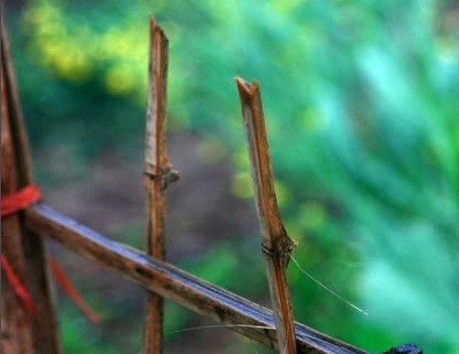 Áo rách và nắm bụi