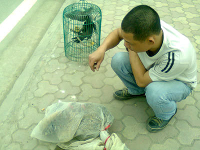 Chim rừng ngơ ngác giữa Thủ đô