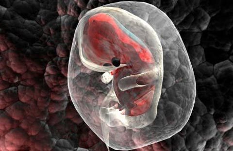 Năm 2012: Phụ nữ vô sinh có thể được ghép tử cung