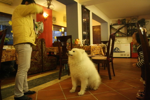 Uống cafe với động vật