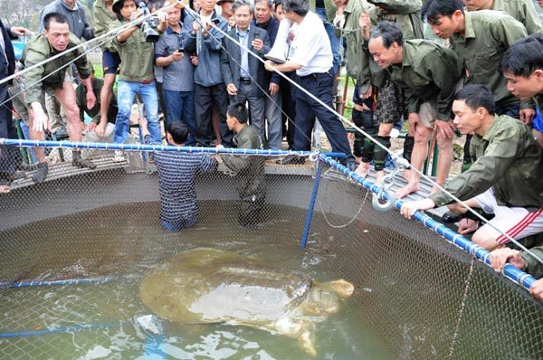 Rùa Hồ Gươm là 'cụ bà' hay 'cụ ông'?