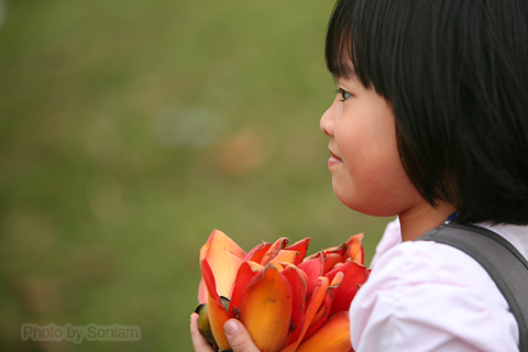 Loài hoa 'hút' dân nhiếp ảnh nhất tháng 3