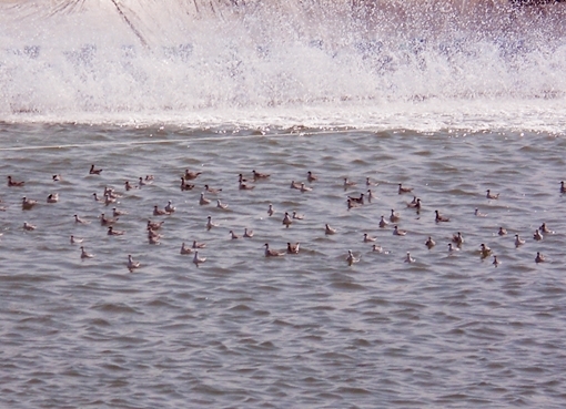 Xuất hiện đàn chim lạ hàng ngàn con