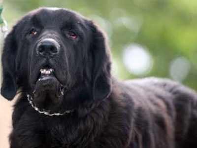 Hà Nội xuất hiện loài chó triệu đô