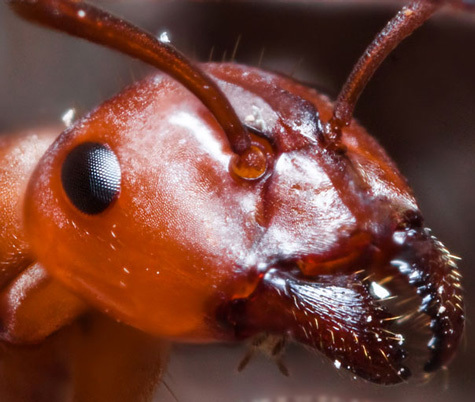 20110415111552_20-Incredible-Eye-Macros-ant.jpg
