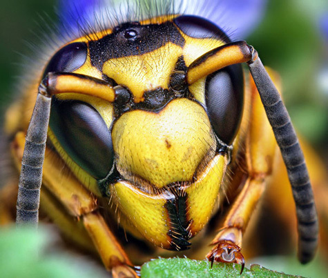 20110415111552_20-Incredible-Eye-Macros-bee.jpg